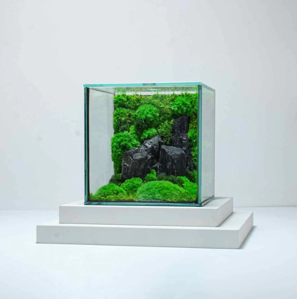 Cube Mossarium Dekoration