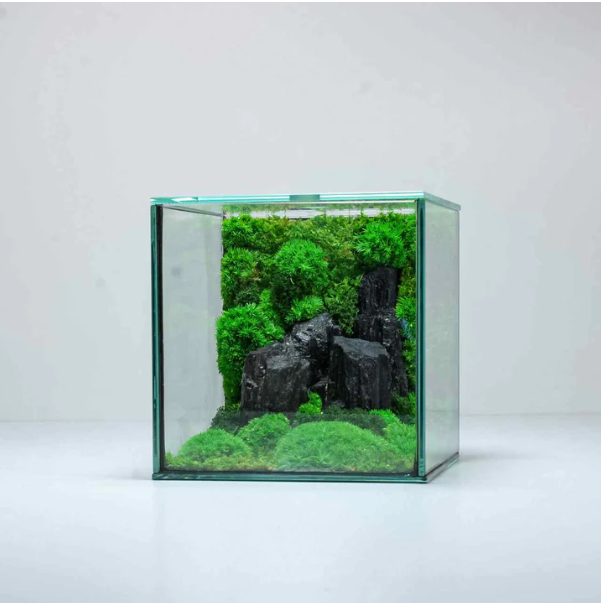 Echt-Moos Cube Mossarium