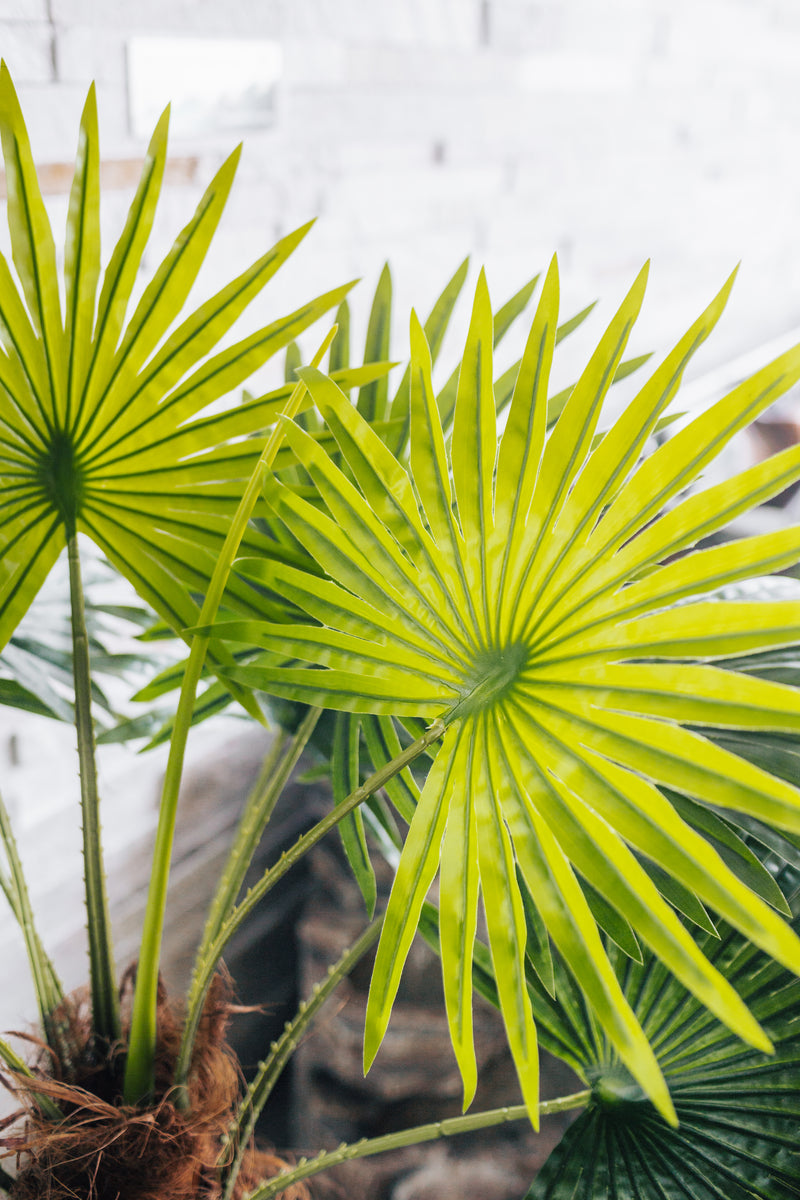 Artificial plant Fan palm Chamaerops Trachycarpus 150 cm