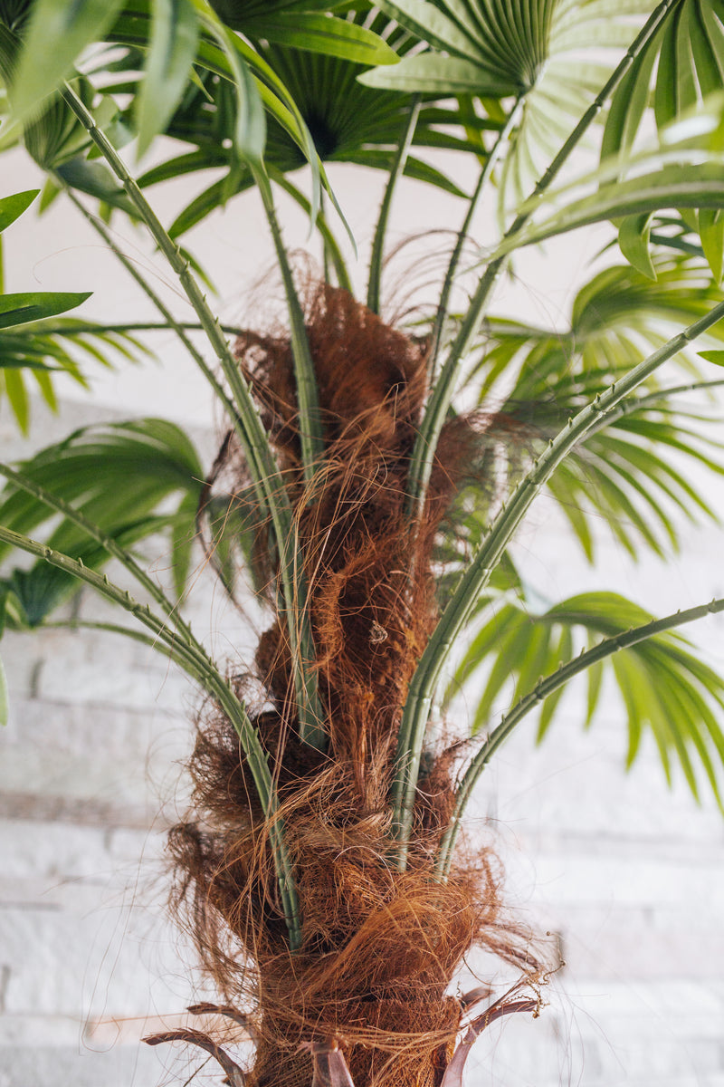 Planta artificial Palmito Chamaerops Trachycarpus 200 cm