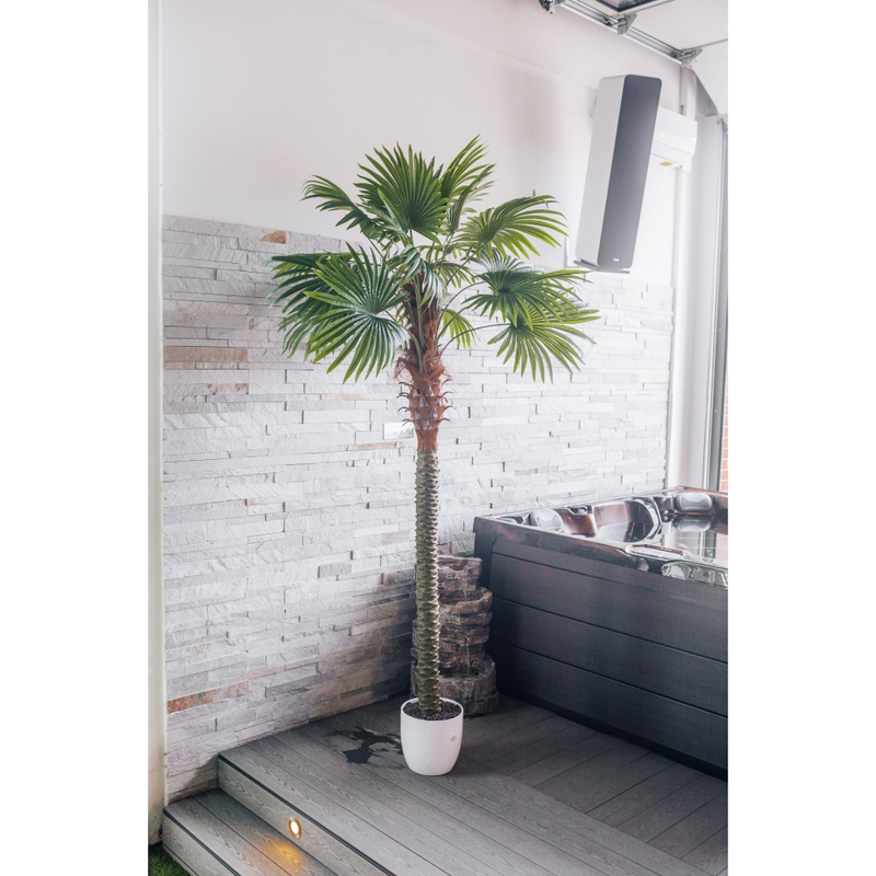 Pianta artificiale Palma a ventaglio Chamaerops Trachycarpus 200 cm
